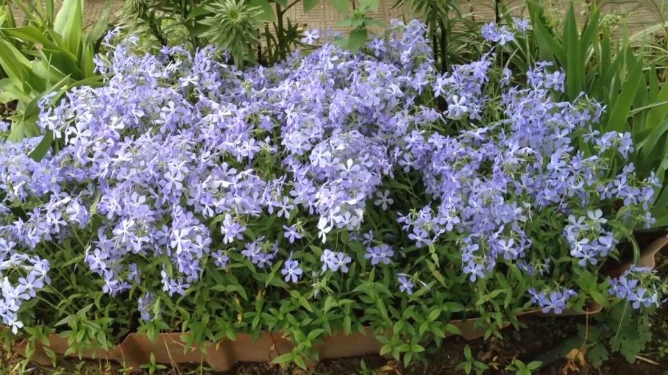 ����� �������� ������: ������� ����� � ������ ����� ��� ������ ����