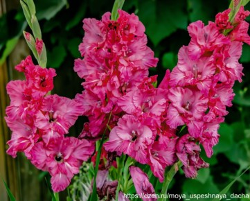 ������� ������ �������� �����������: 4 �������� �����