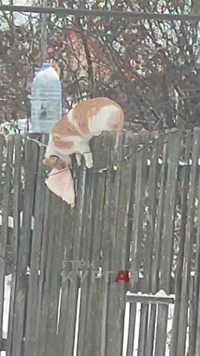 � ������� �������� ����, ������� ������ ���� ��� ����