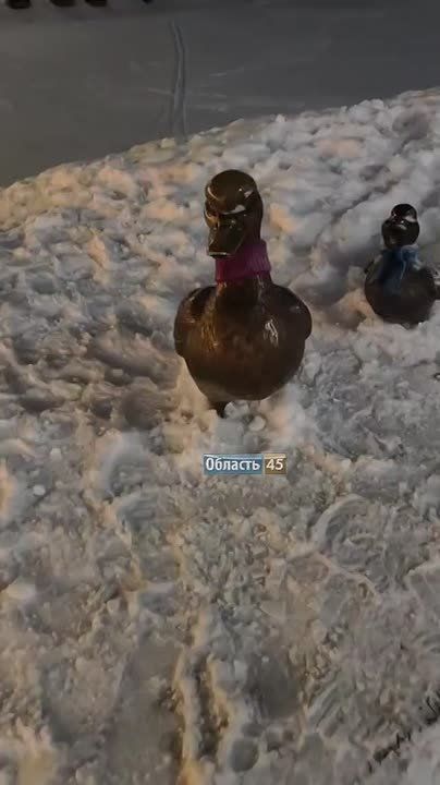 ������ � ���������� ����� ����� � ������ ������!