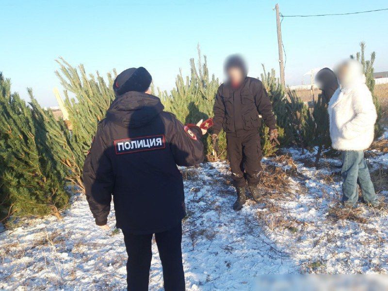 Сотрудники курганской полиции проводят проверки мест торговли новогодними ёлками