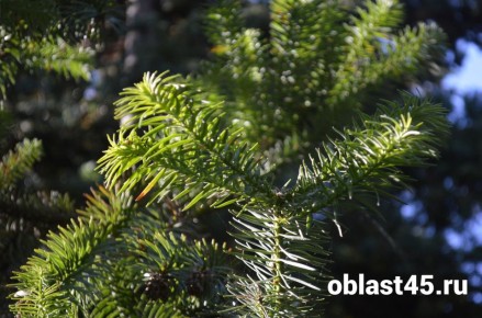 �� ��� ���� � ������� ������� �������