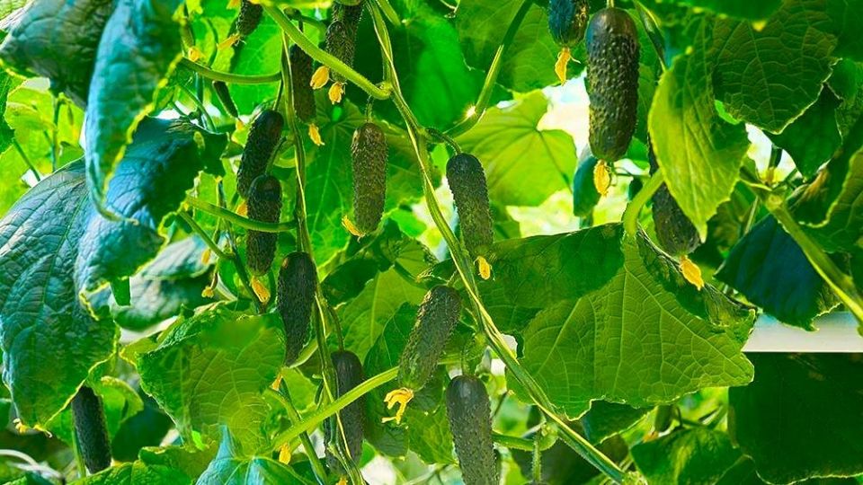 ��� ������� ������ ������ ��� ���������� ������ � ����� ��������