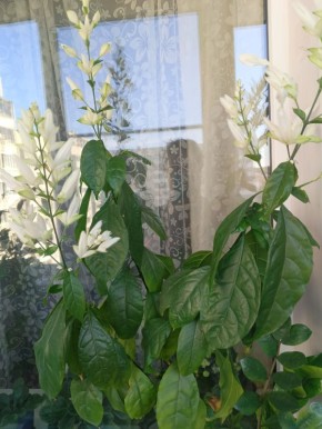 ��� �������� ���������� �������������� � ���������� ������������ �� ����� ������� � ��������