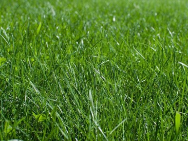 ��� ������� ������ ��������: ������� ����� ������