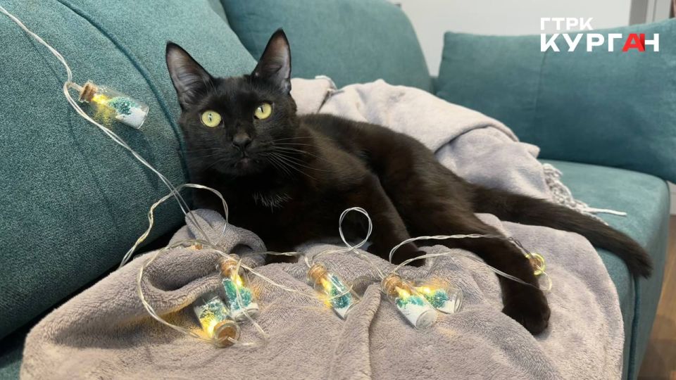 С кем оставить питомца, если уезжаете на каникулы из Кургана