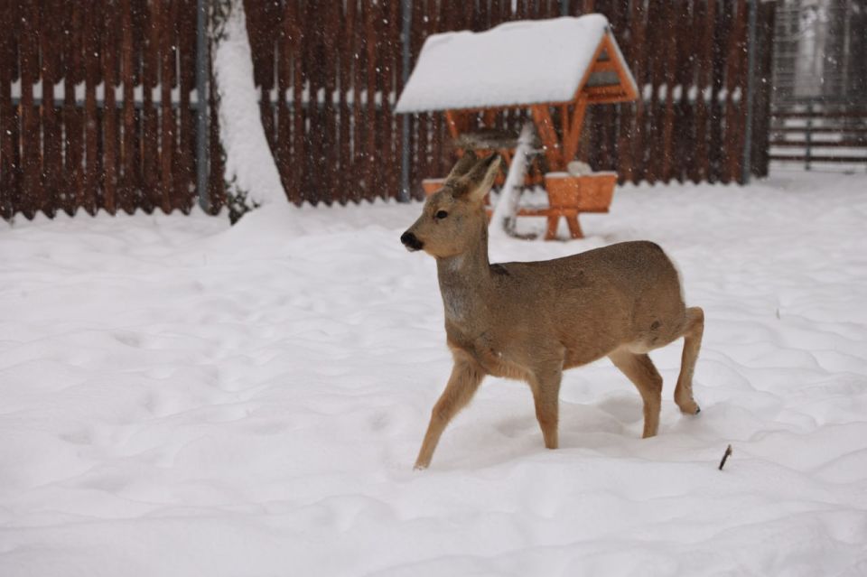 ����� ��������: � ����� ������ ���� ������� � ���������� �������� ���������