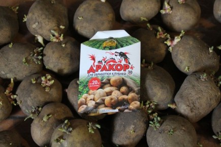 Картофель под защитой: секреты обработки для успешного урожая