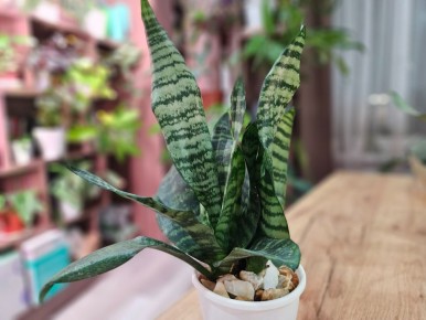 ���� � ����������� ���������: ��� ������ �� ����������� ��������������