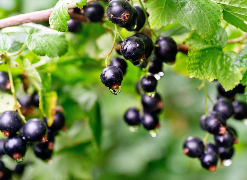 ��� �������� ������� � ������� ���������: ������ ������ �� ���������