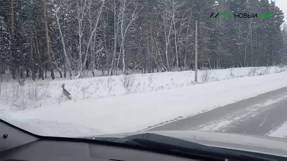 ���������� ������ ����� �� ���� � ���������� �������