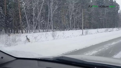 ���������� ������ ����� �� ���� � ���������� �������