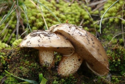 ������� �������: ��� ������ ������ ���� �� ��������� ������