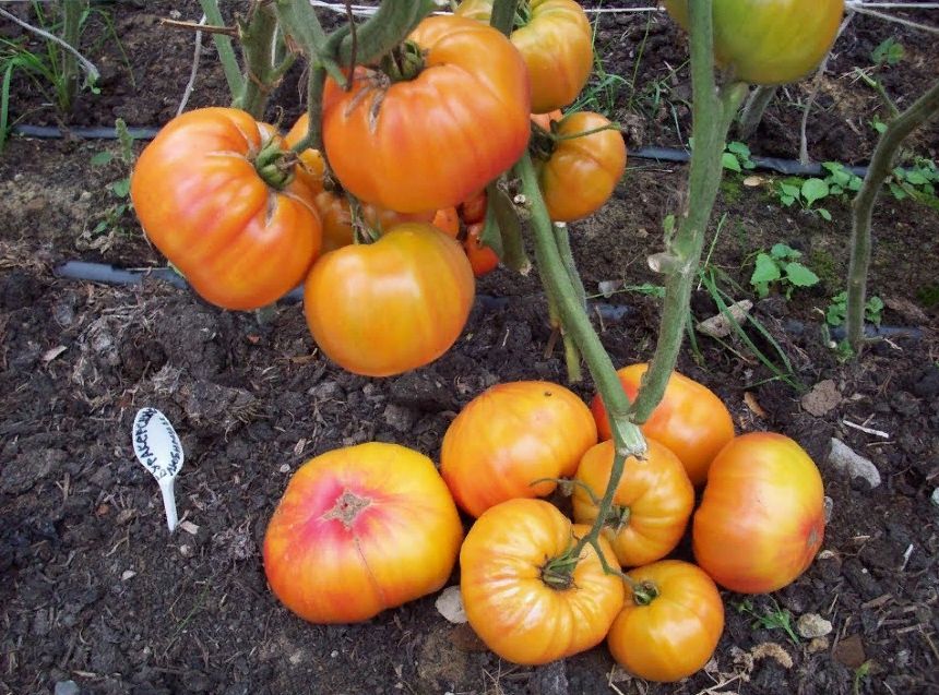 ������� ������ ��� ��������������: ���� ���������� ������ �� ����� �������