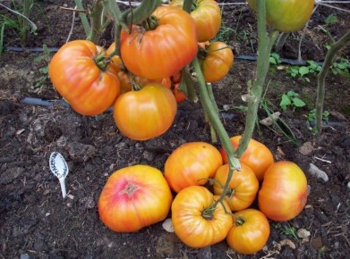 ������� ������ ��� ��������������: ���� ���������� ������ �� ����� �������