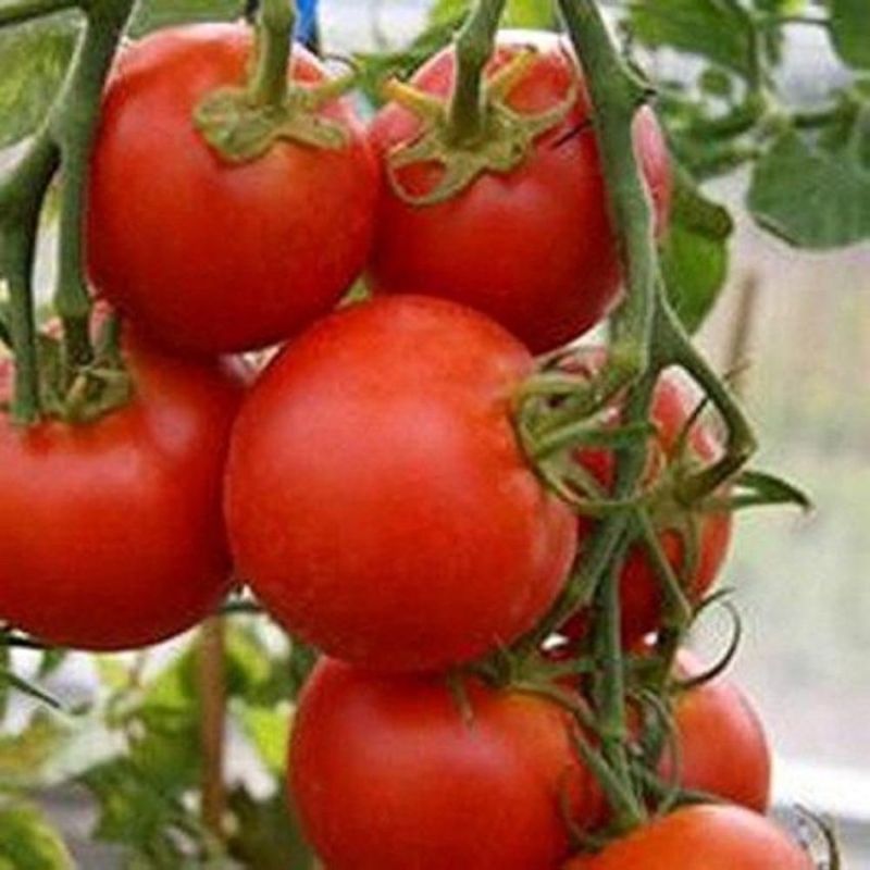 ��� ����� ��������� �������� ������� ���� � �������� �������