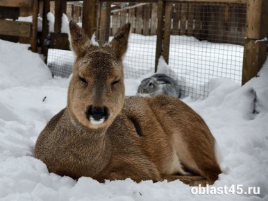 ���� � ����� ��� ���������� � ���������� �������: ����� ����� ��������