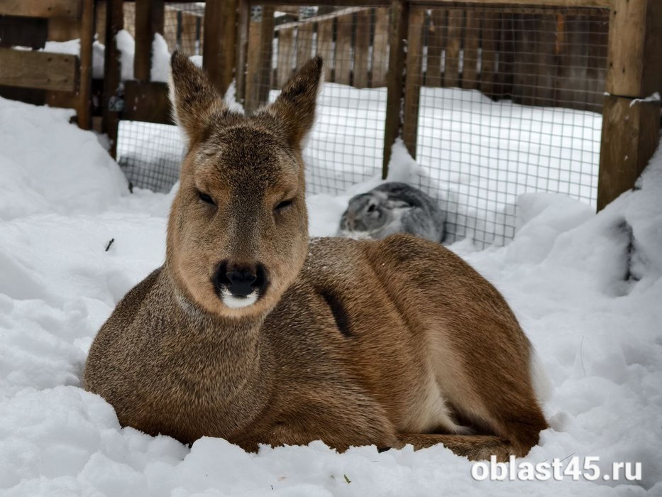 Лоси и олени уже поселились в натурпарке Кургана: когда ждать открытия