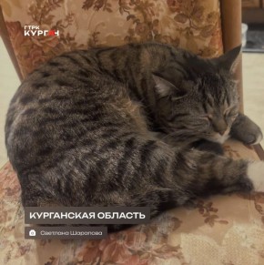 Доброе утро, зауральцы!. Сегодня в Кургане будет ясная погода без осадков