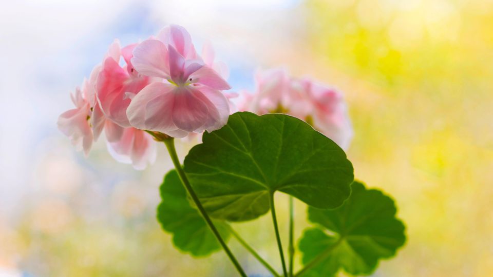 �������� ��� � ����������� ����� ������, ����� ������ ����� ������ �� ������