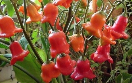 Секреты ухода за перцем «Красный колокольчик»: от семян до урожая