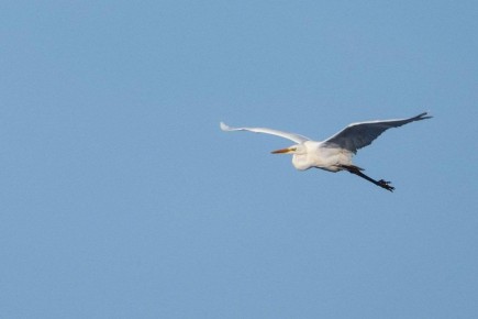 ����� ����� �������� �� ������� � ���������� �������