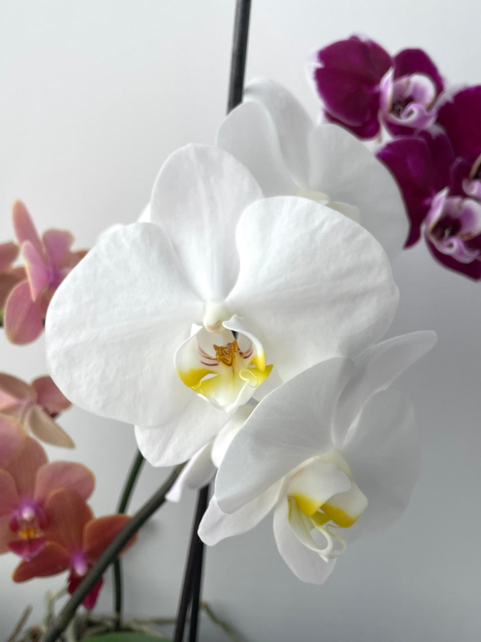 Красоты - вам в ленту! Вот такие орхидеи вырастила у себя дома Наталья Будникова из Щучанского округа Красоты - вам в ленту! Вот такие орхидеи вырастила у себя дома Наталья Будникова из Щучанского округа