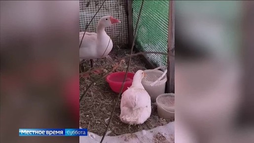 ���� �������� ������ �������� �� �������