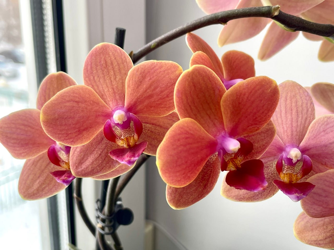 Красоты - вам в ленту! Вот такие орхидеи вырастила у себя дома Наталья Будникова из Щучанского округа Красоты - вам в ленту! Вот такие орхидеи вырастила у себя дома Наталья Будникова из Щучанского округа