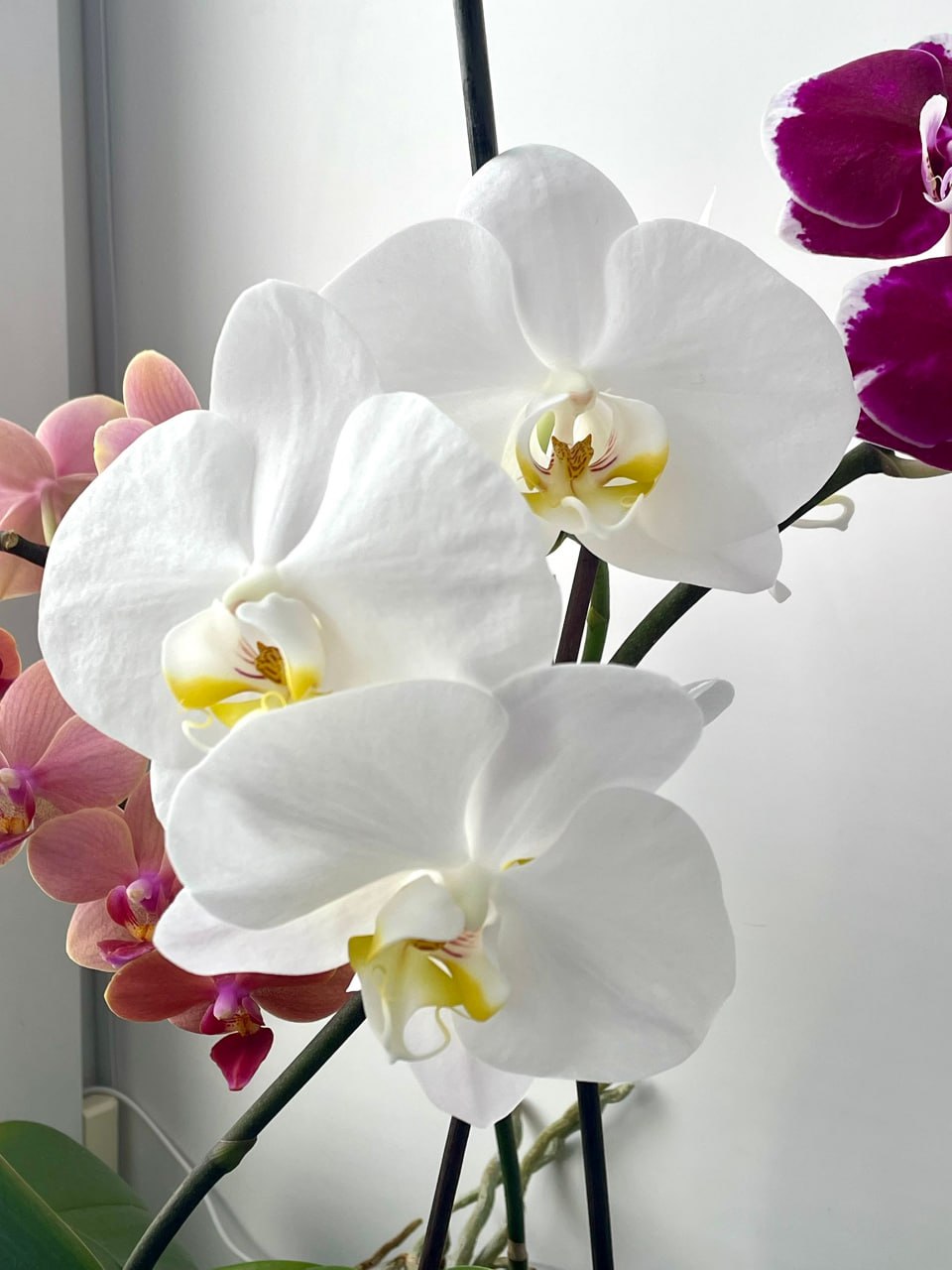 Красоты - вам в ленту! Вот такие орхидеи вырастила у себя дома Наталья Будникова из Щучанского округа Красоты - вам в ленту! Вот такие орхидеи вырастила у себя дома Наталья Будникова из Щучанского округа