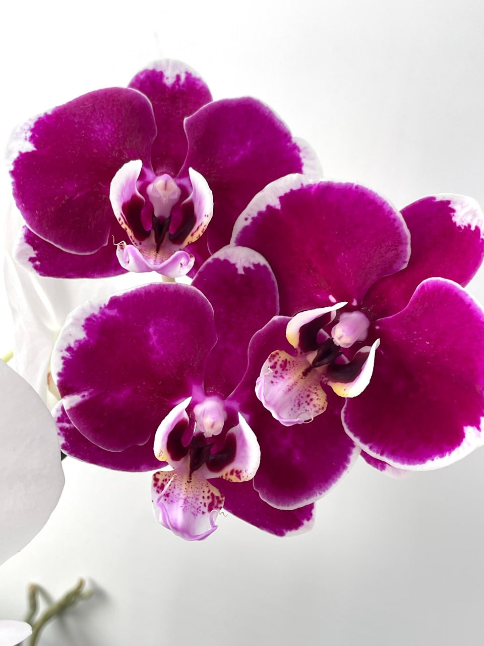 Красоты - вам в ленту! Вот такие орхидеи вырастила у себя дома Наталья Будникова из Щучанского округа Красоты - вам в ленту! Вот такие орхидеи вырастила у себя дома Наталья Будникова из Щучанского округа