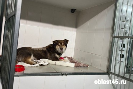 Курганские ветеринары прооперировали первого за год пациента с пулевым ранением