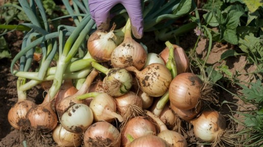 ��� �������� ����� � ��������� ������ ����: ������� � ����������� ������ ������� � ������