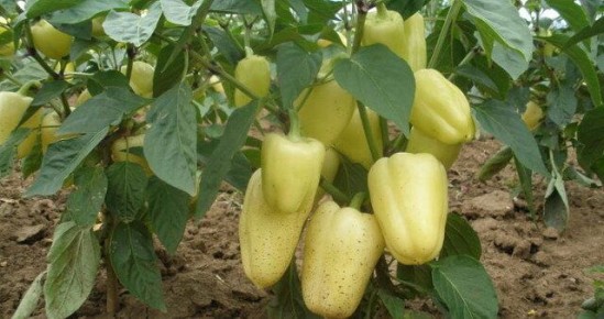 ������� ��������� ����������� �����: ������ �� ��������������