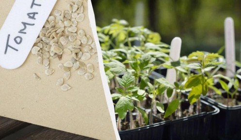 ����������� ����������� ����� ��������� � �����: ������� ��������� ������