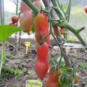 ����� ������� ����: ��������� ����� ��� ��������� ������� ������