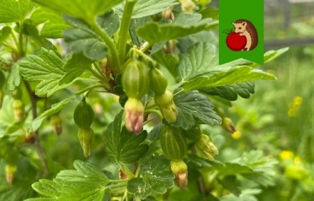 ������� ��������� ����������� ����������