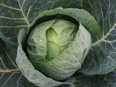 ��� ������� ������ ����� �������: ����������� ����� ��� ����