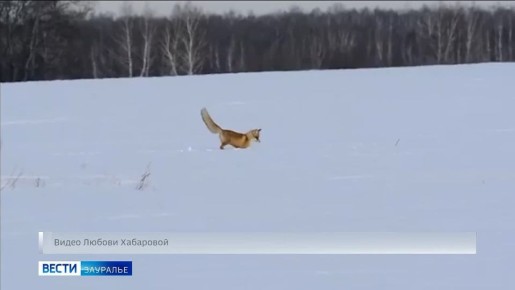 ��������-�������� ������ �������� ������� ��� ���������� ������-���������