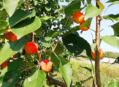 �������� �������