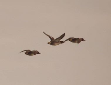 ��� ��������� ���������� ����������� ���������: �������� ����, ���������, �����-���������, ������, ������� ���, ����� ���������, ������� � ������