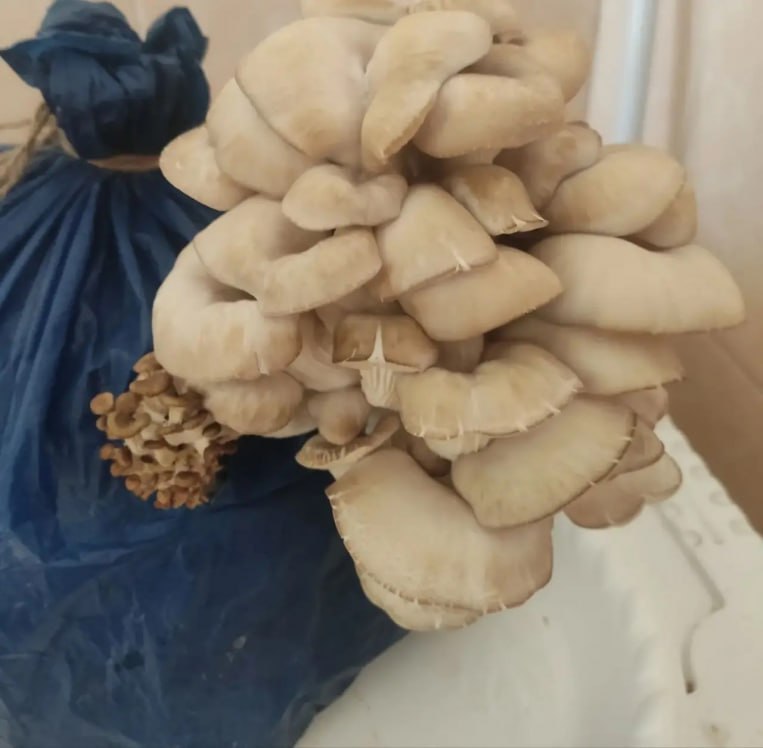 Школьники из Курганской области устроили «грибную охоту» в учебном классе