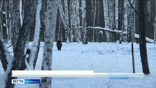 �������� ��������� ������� � ���������� ������ ��������-�������� ������ ��������