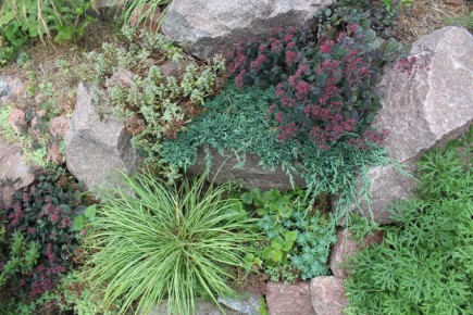 Портрет осоки Эверголд