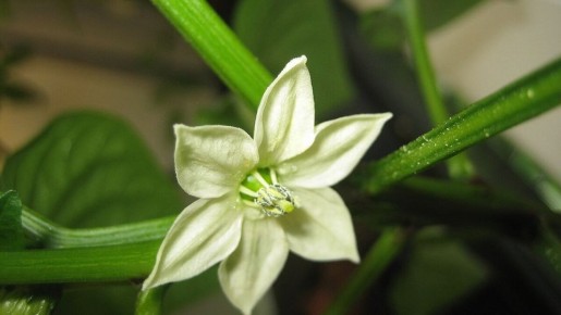 Почему перец может не давать бутоны и что с этим делать