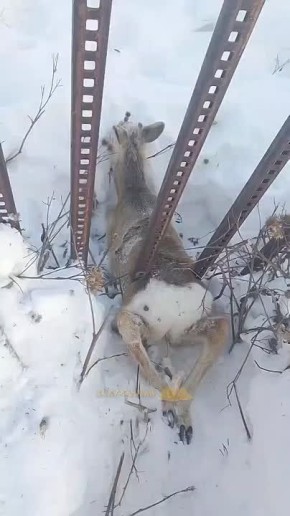 ������ �������� � ������ � ����� �� ������� ���������� �������