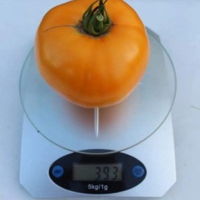 ����� ������� �����: ��������� ���������� ������������ �������������� ����� � �����