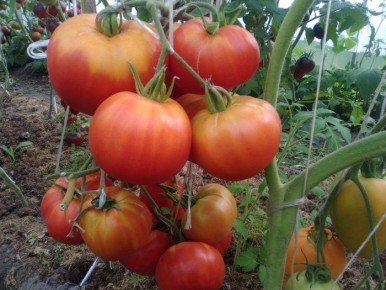 ����� ������ ������: ������������� ���� ��� ������ � ������� ������