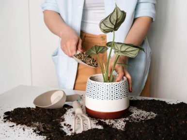 Почему комнатные растения пересыхают зимой: мифы, риски и простые решения