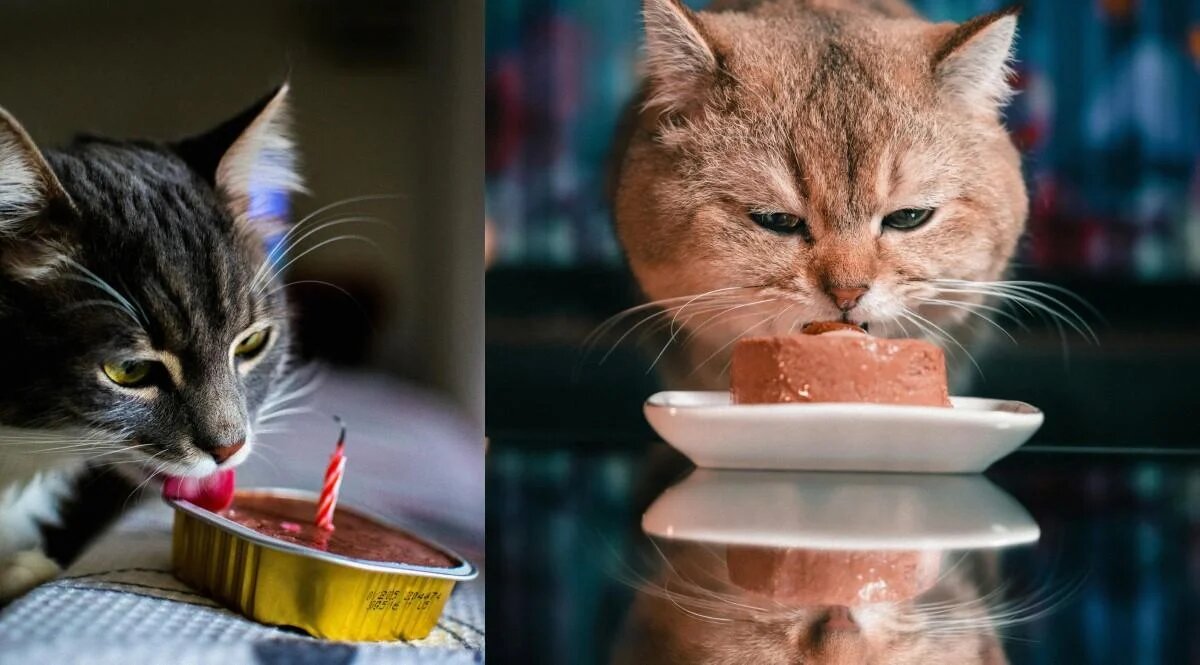 Что стоит за привычкой котов есть рядом с владельцем: ветеринар раскрывает тайну